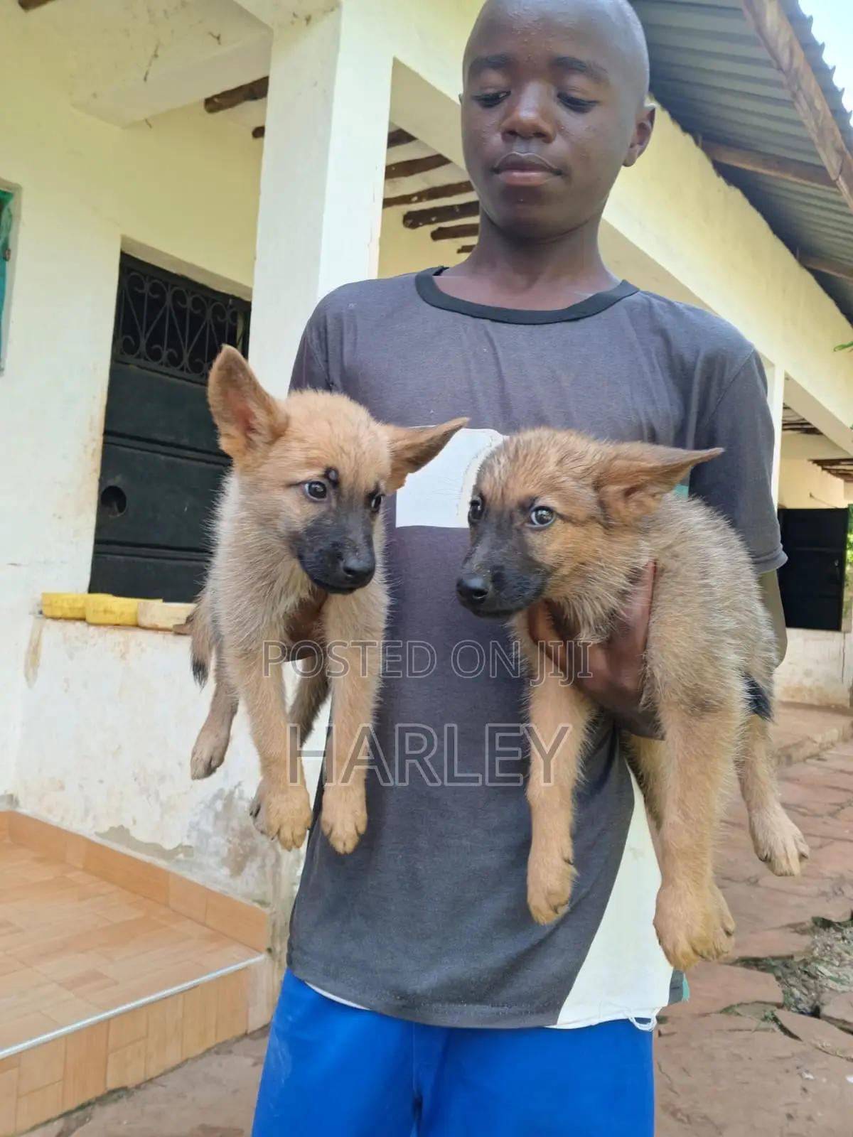 1-3 months Male Mixed Breed German Shepherd