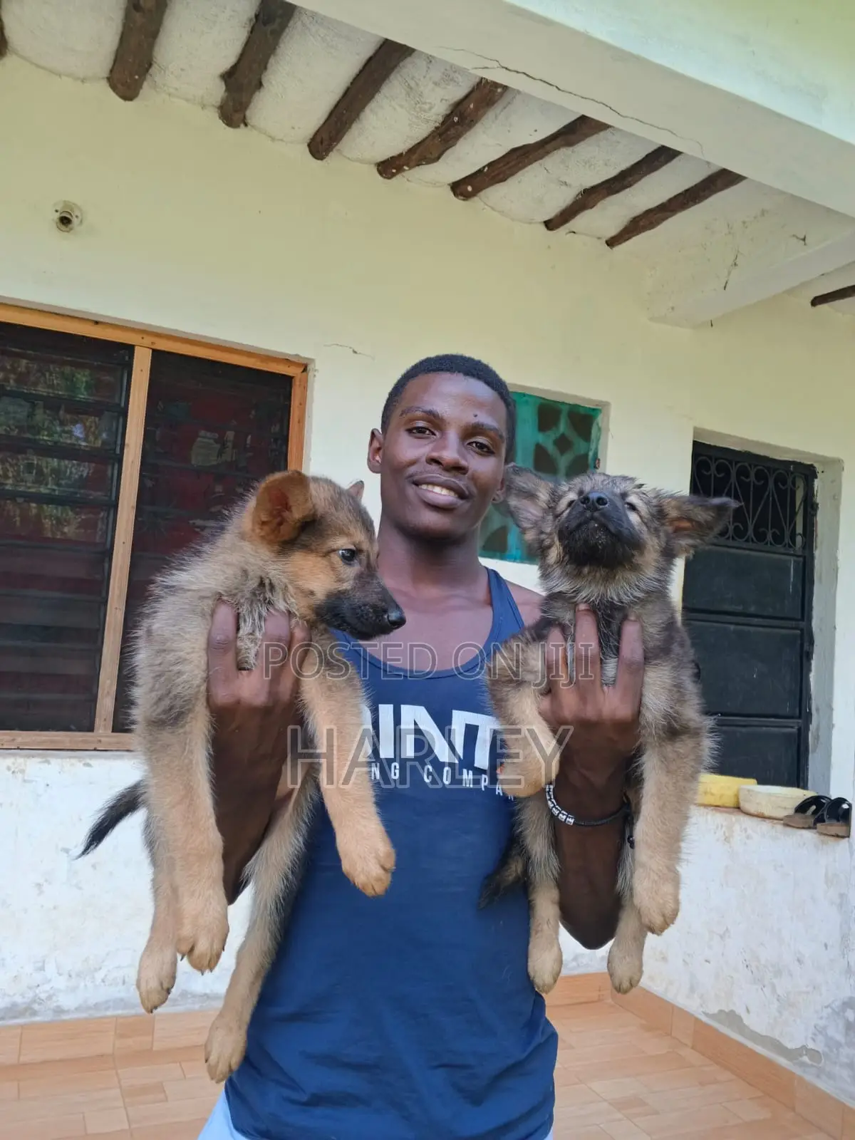 1-3 months Male Mixed Breed German Shepherd