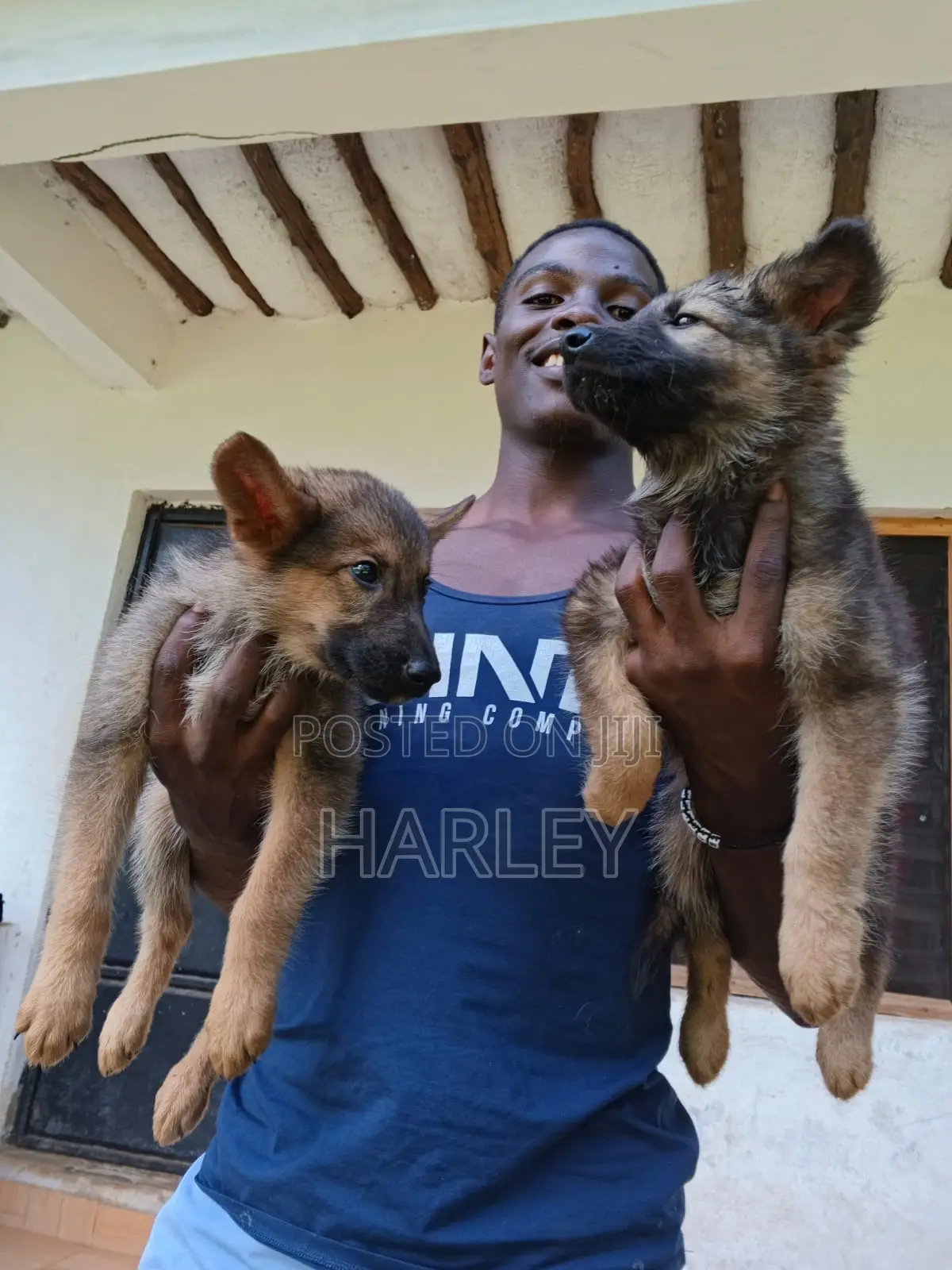 1-3 months Male Mixed Breed German Shepherd