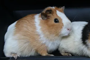 Guinea Pigs