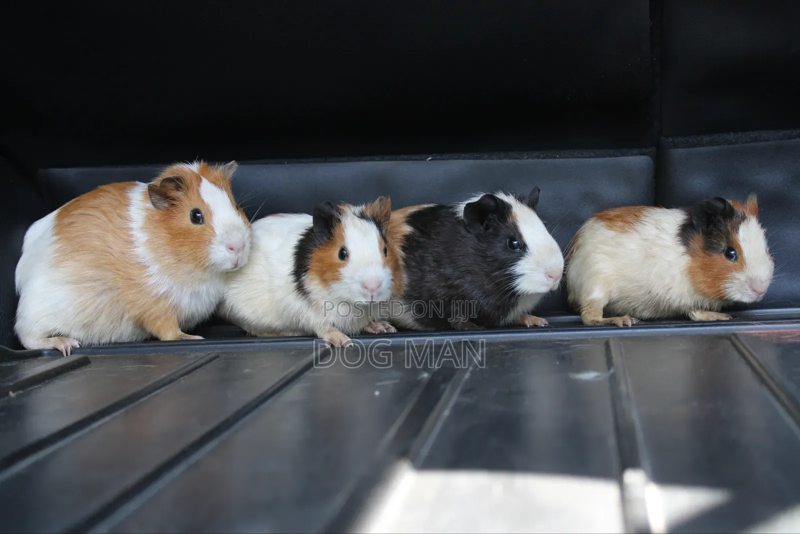 Guinea Pigs