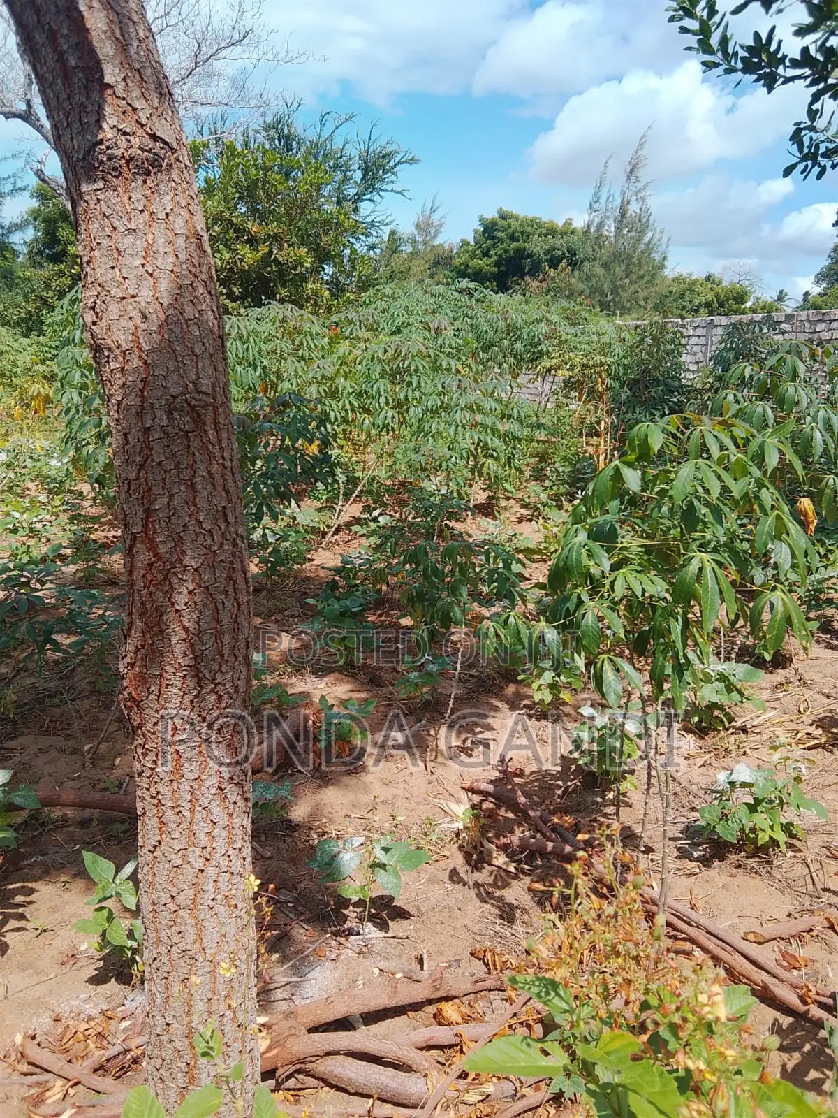 Land for Sale