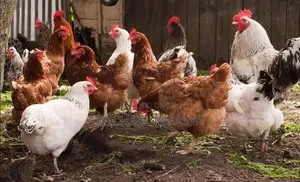 Kienyeji Chicken for Sale
