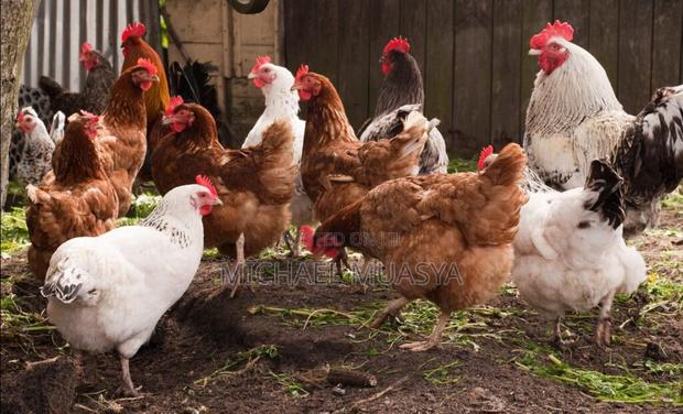 Kienyeji Chicken for Sale - thumbnail 3