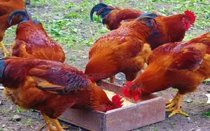 Kienyeji Chicken for Sale