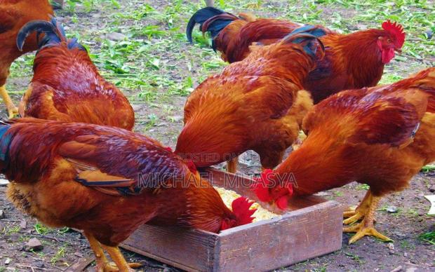 Kienyeji Chicken for Sale - thumbnail 4