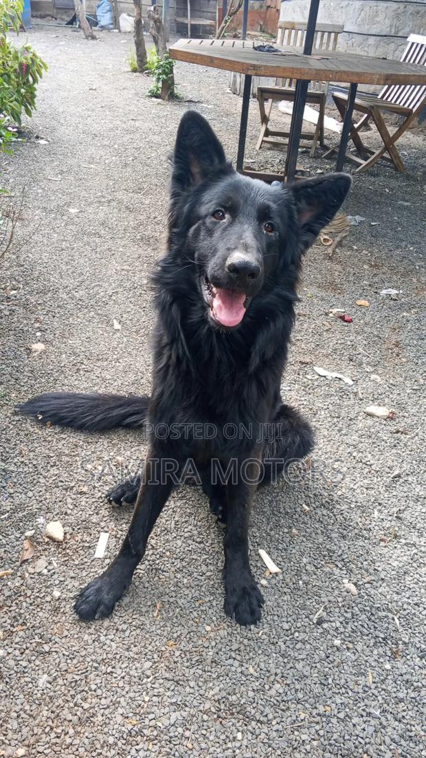 0-1 month Male Purebred German Shepherd