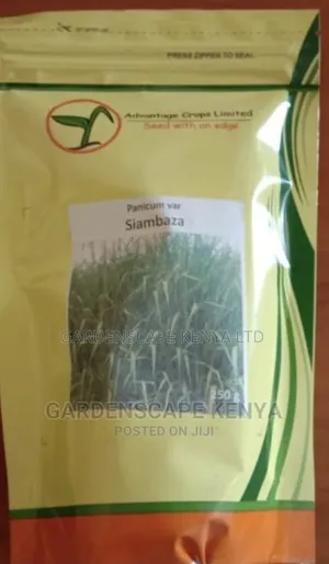 Mombasa Grass Seeds Per Kg