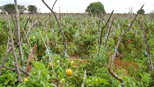50×100 Plot for Sale in Imbirikani–Loitokitok |