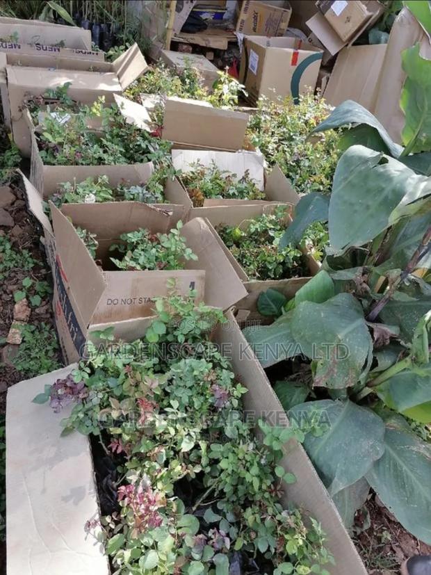 Fresh Roses Seedlings
