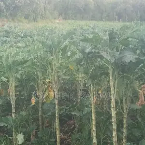 3-Acre Plot, Kariguini, Close to Marina Centre, Nyeri-Nyahururu Road