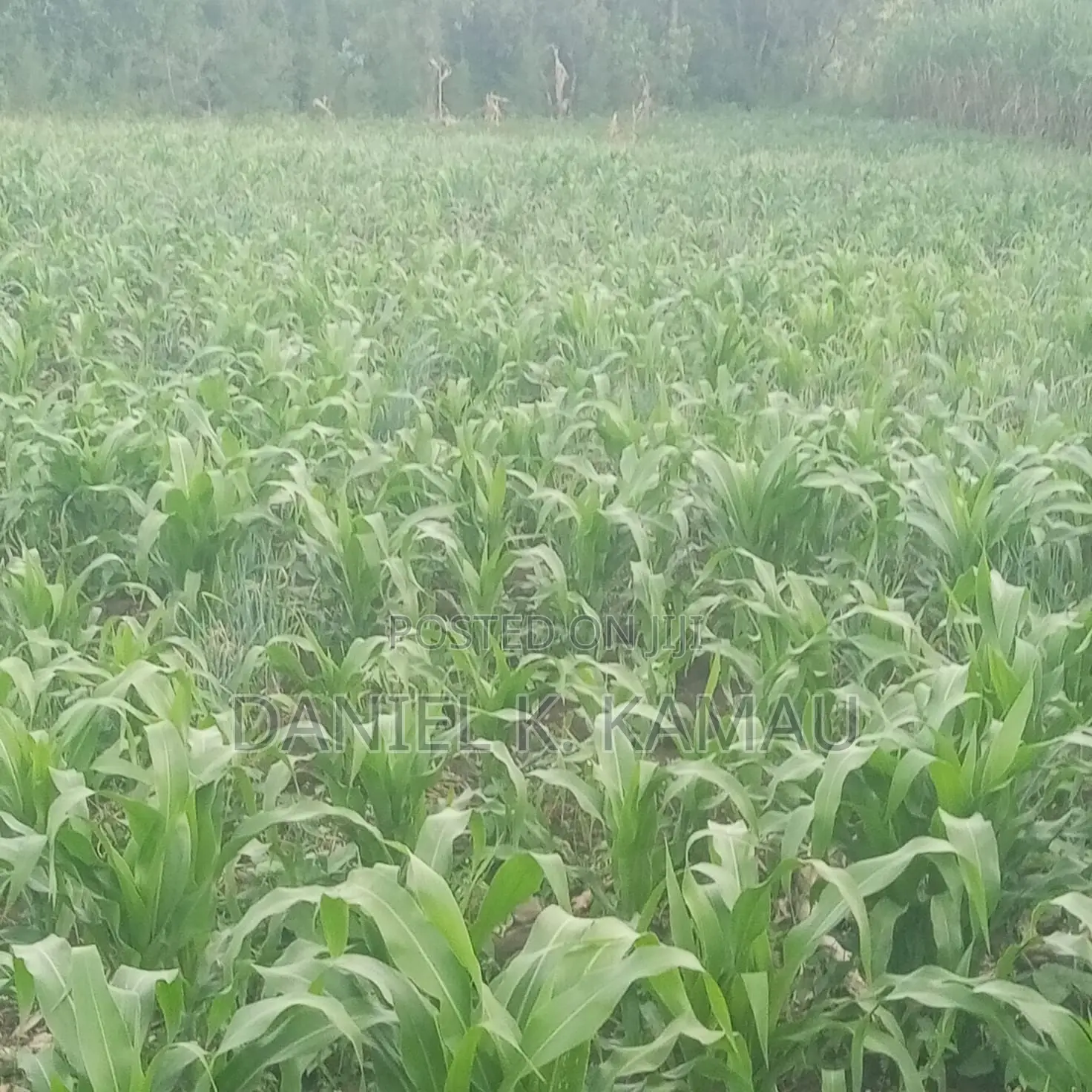 3-Acre Plot, Kariguini, Close to Marina Centre, Nyeri-Nyahururu Road