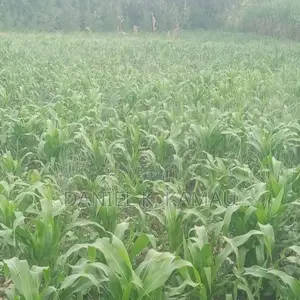 3-Acre Plot, Kariguini, Close to Marina Centre, Nyeri-Nyahururu Road