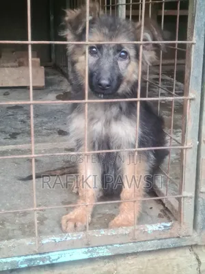 3-6 months Female Purebred German Shepherd