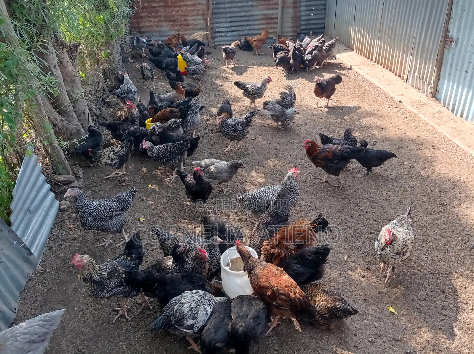 90 Improved Kienyeji (Roosters Hens)