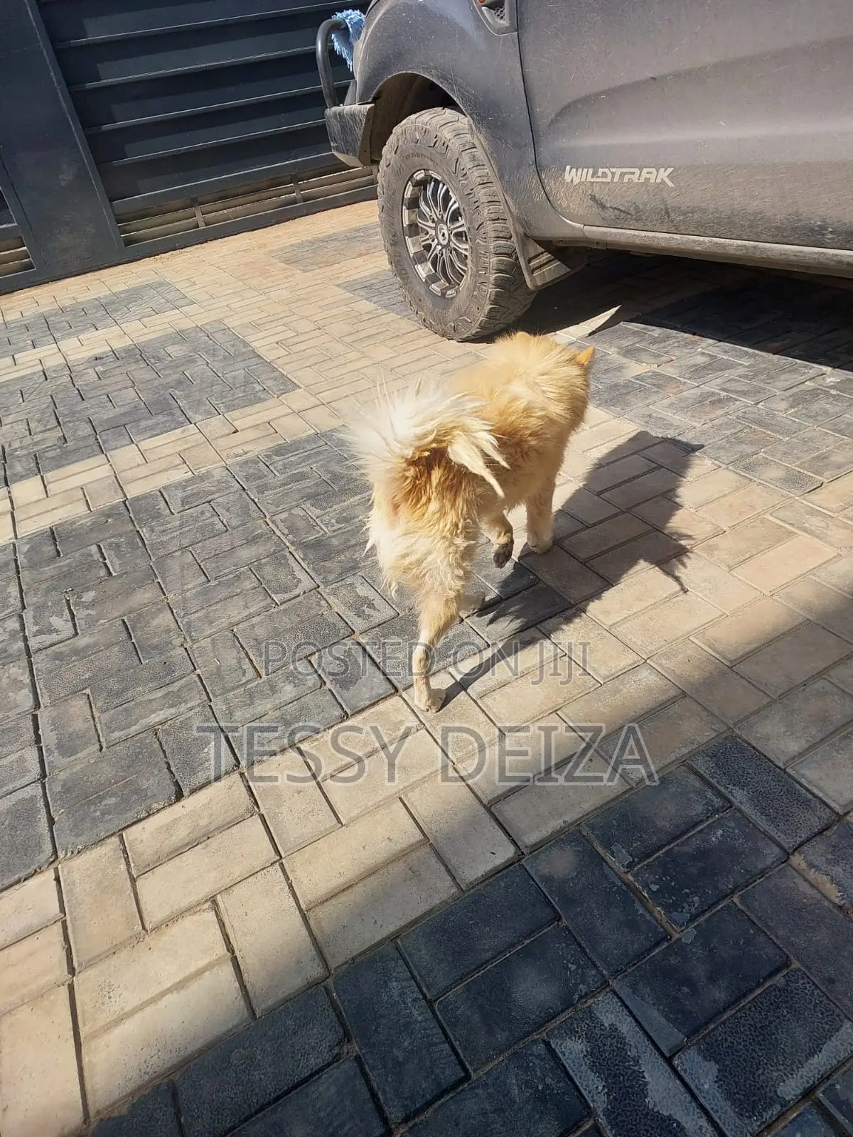 1+ year Male Mixed Breed Japanese Spitz