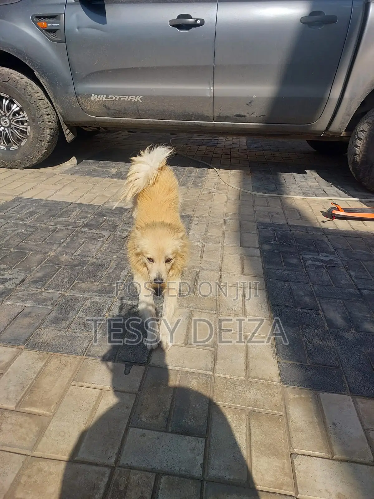 1+ year Male Mixed Breed Japanese Spitz