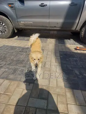 1+ year Male Mixed Breed Japanese Spitz