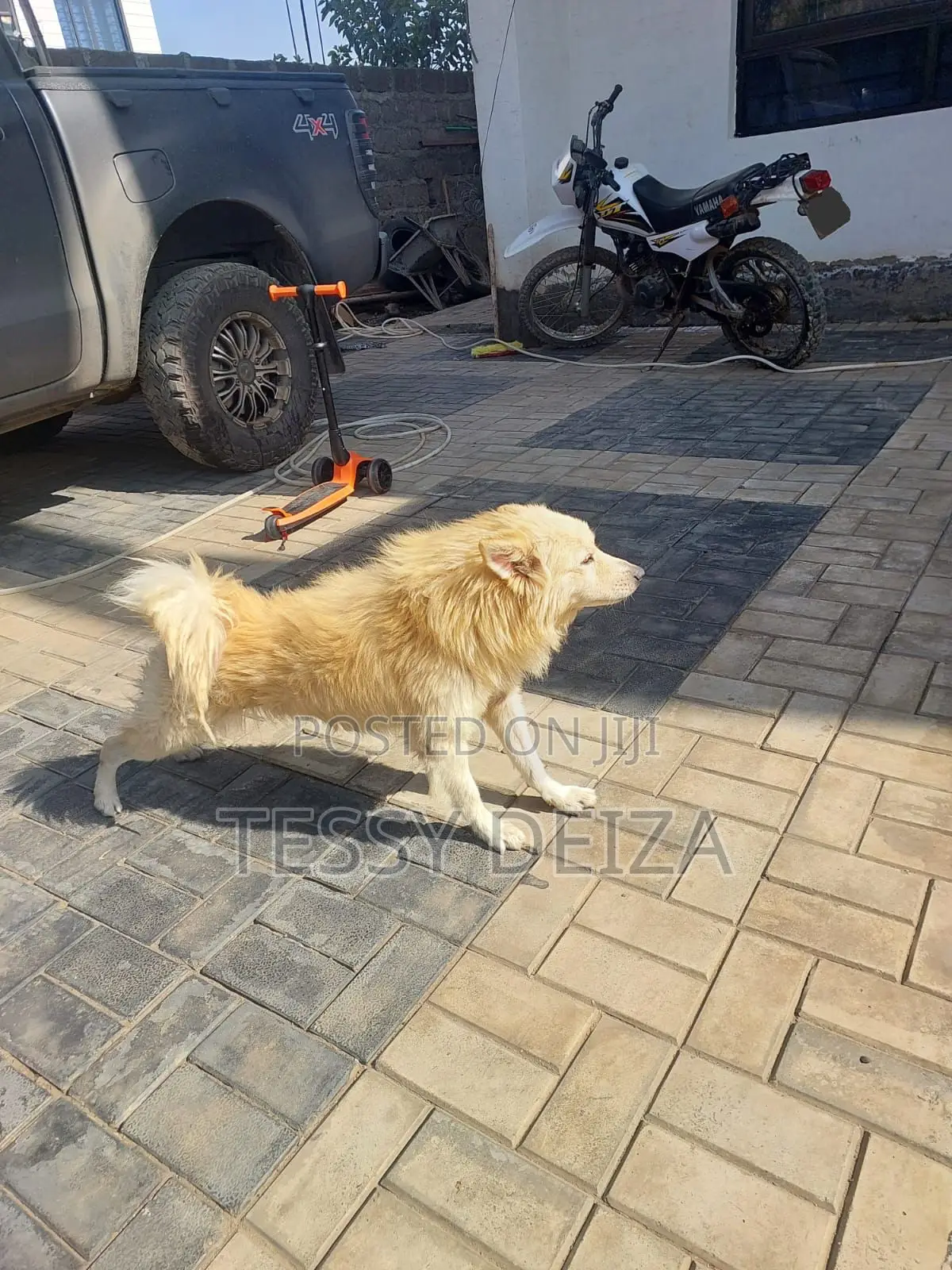 1+ year Male Mixed Breed Japanese Spitz