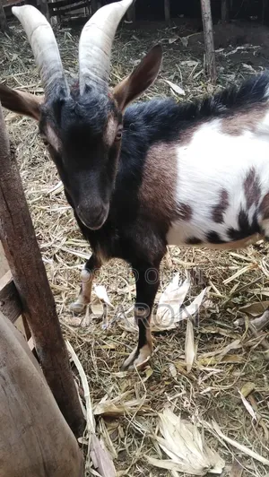 Agriculture