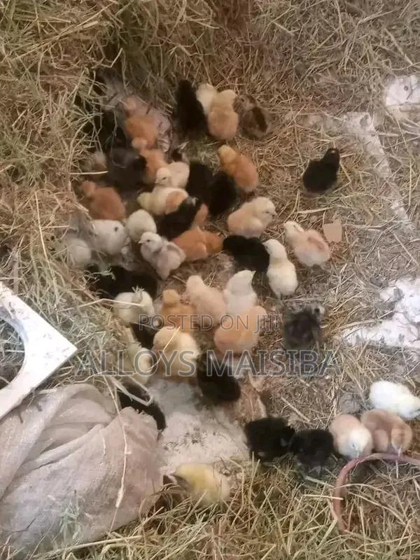 Chicks and Chicken