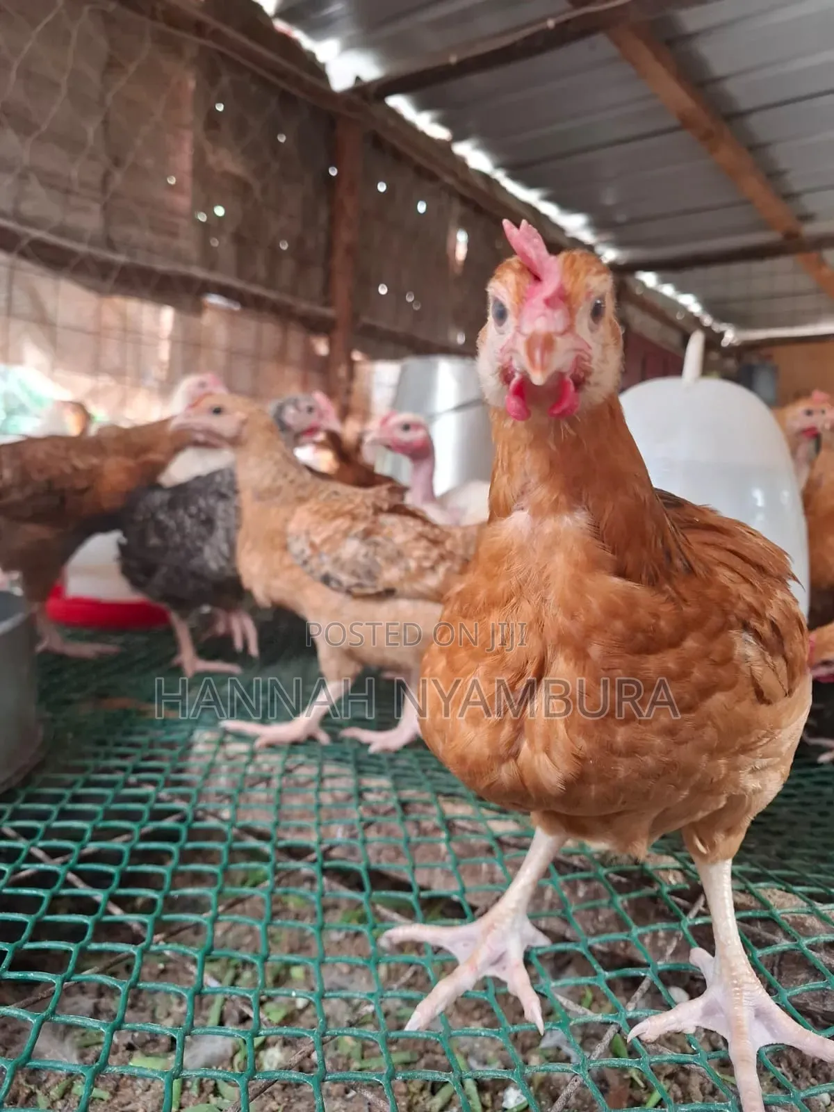 Pure Kienyeji Chicks Available Ruai