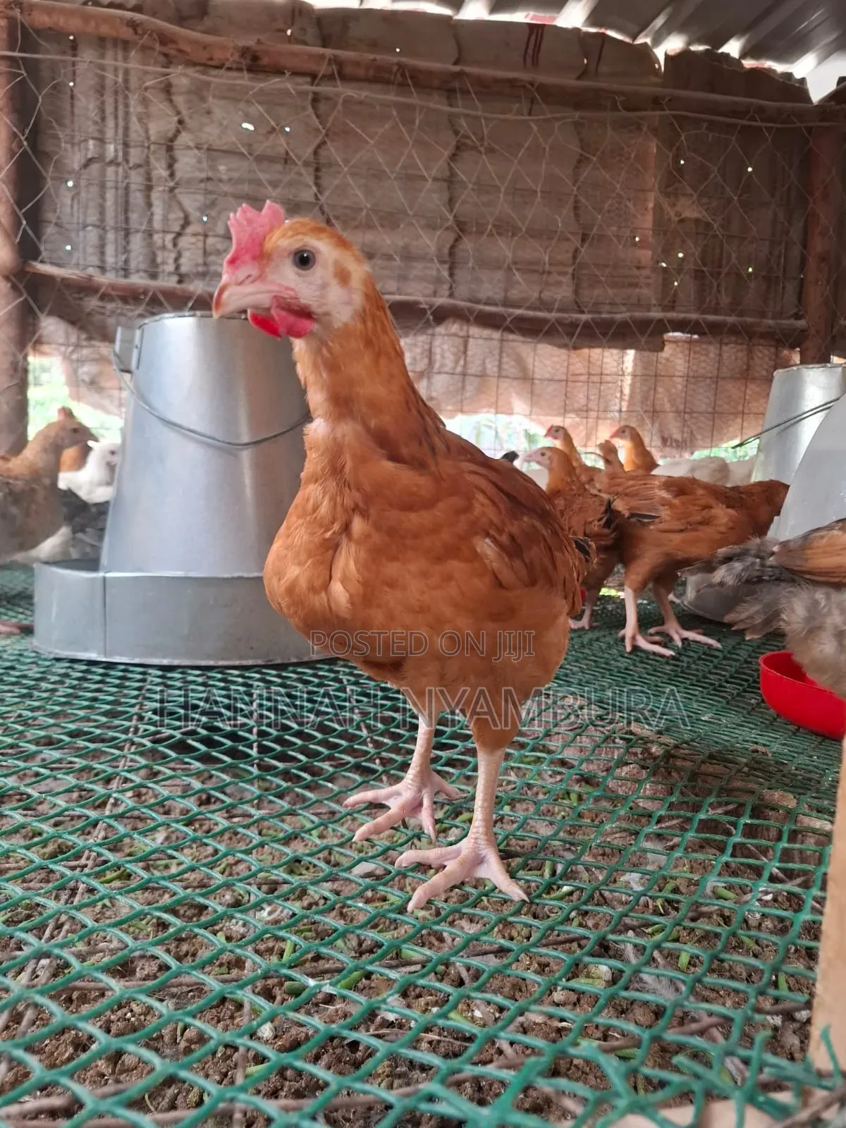 Pure Kienyeji Chicks Available Ruai