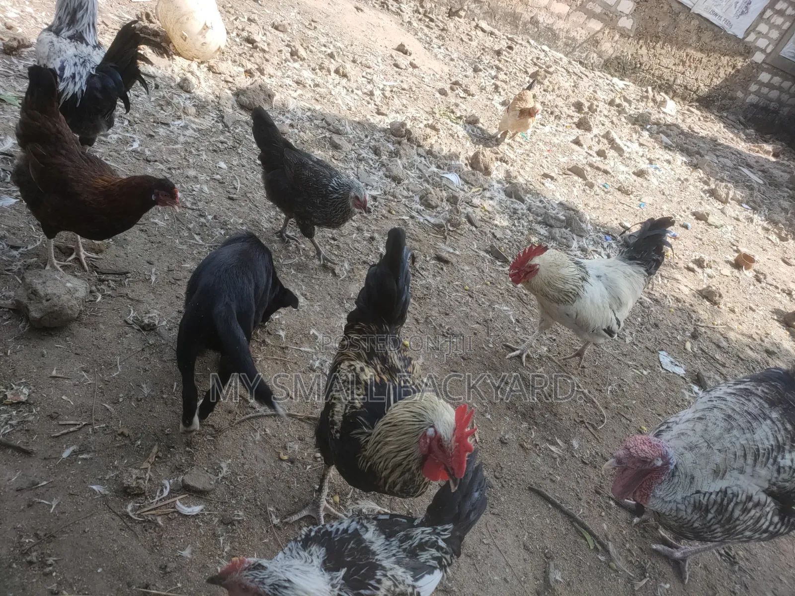 Kienyeji Chickens