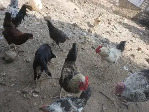 Kienyeji Chickens