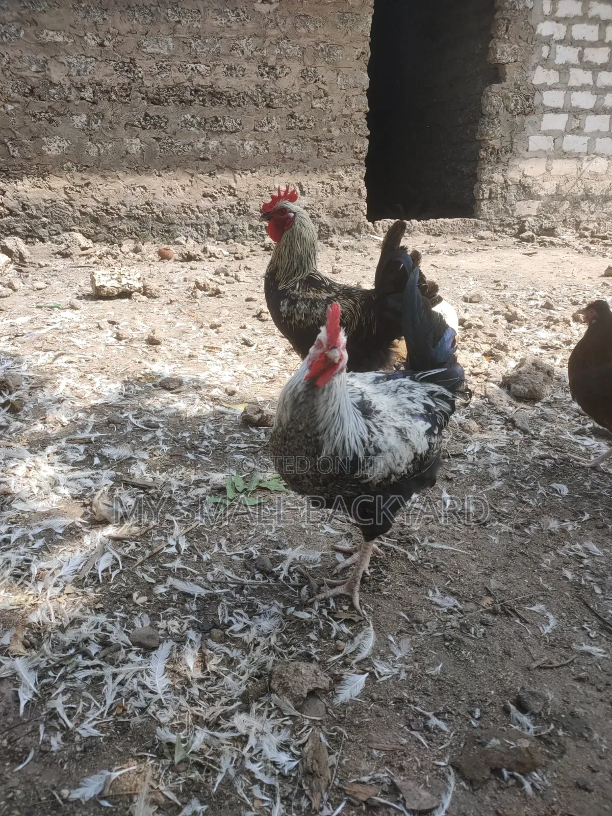 Kienyeji Chickens