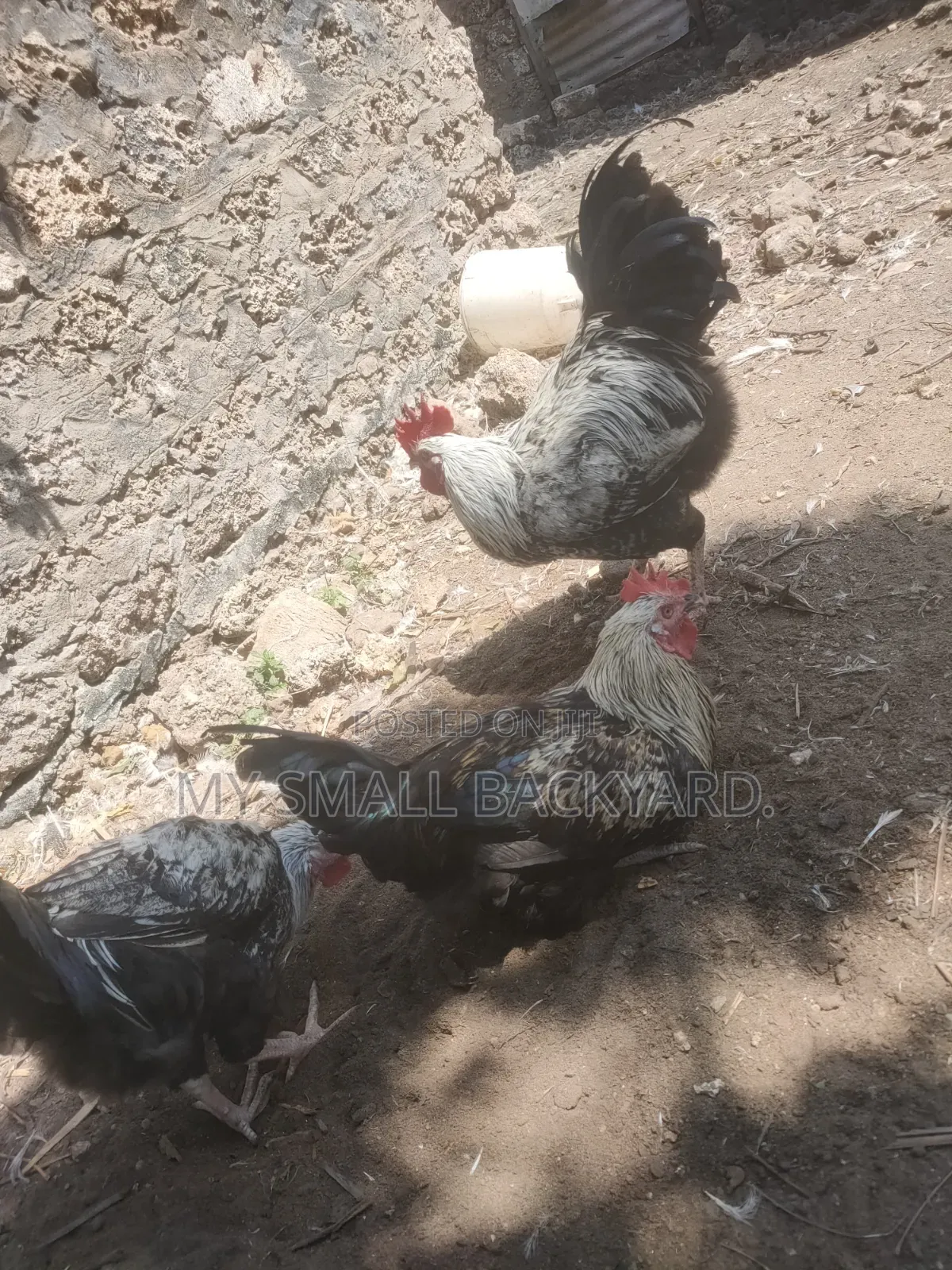 Kienyeji Chickens