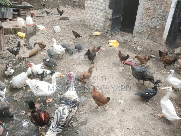 Kienyeji Chickens - thumbnail 4