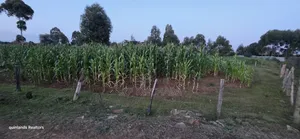 Full Plot Gor Sake in Sogomo Mti Moja Near Kuinet Junior in Eldoret
