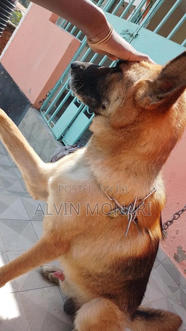 1+ year Male Purebred German Shepherd - thumbnail 2