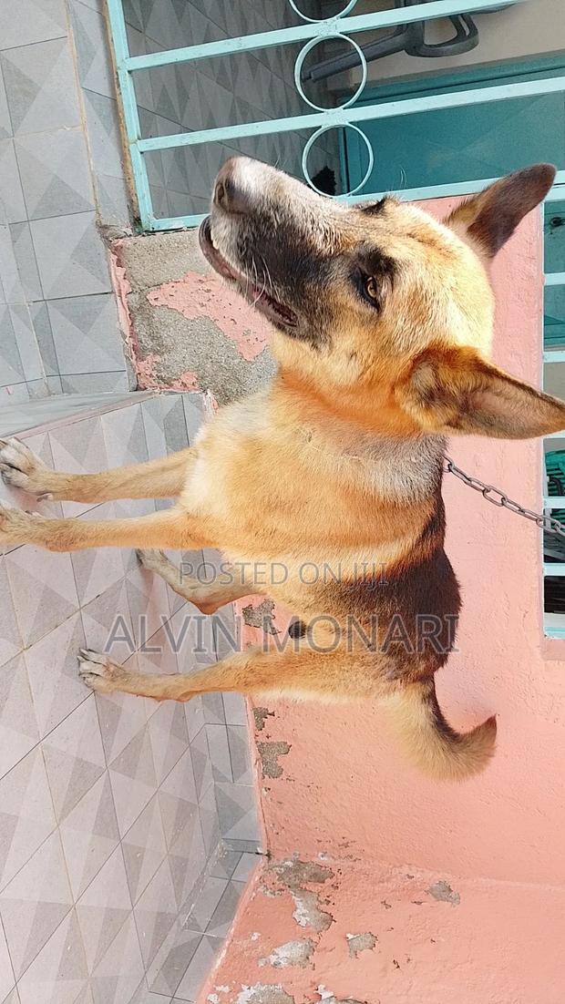 1+ year Male Purebred German Shepherd - thumbnail 3