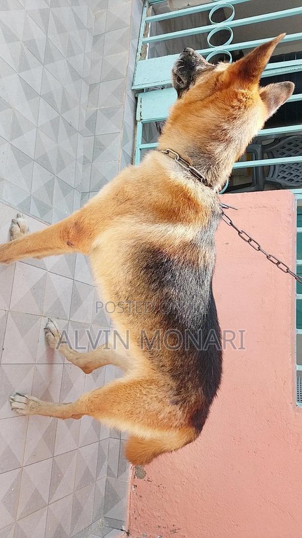 1+ year Male Purebred German Shepherd - thumbnail 4