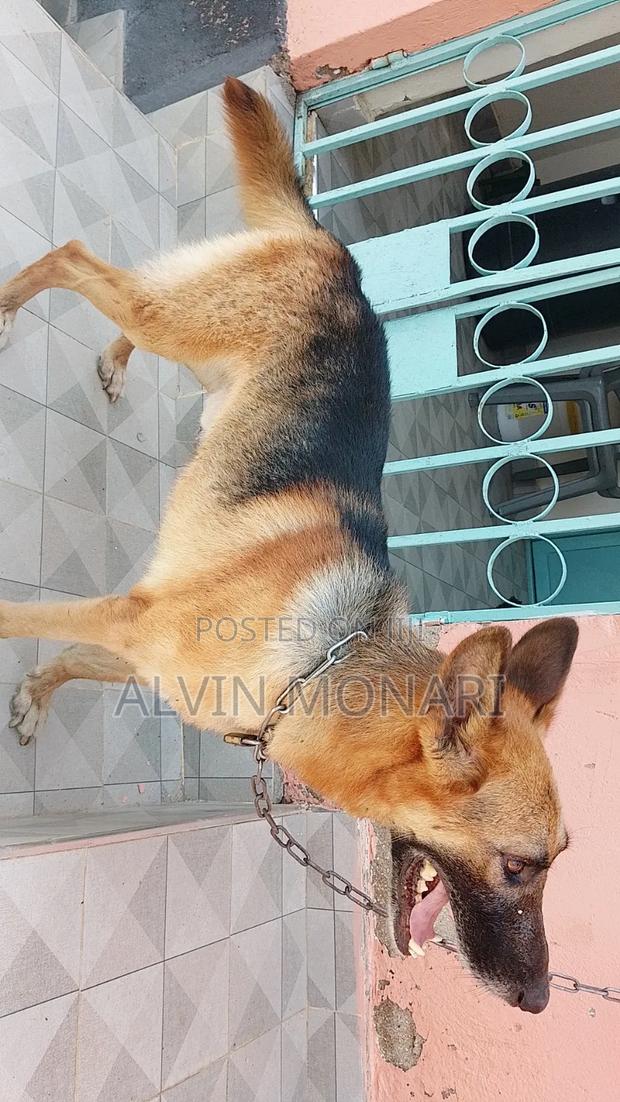 1+ year Male Purebred German Shepherd - thumbnail 5