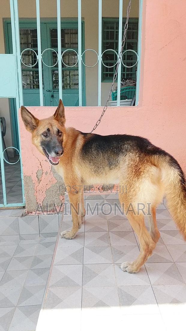 1+ year Male Purebred German Shepherd - thumbnail 6