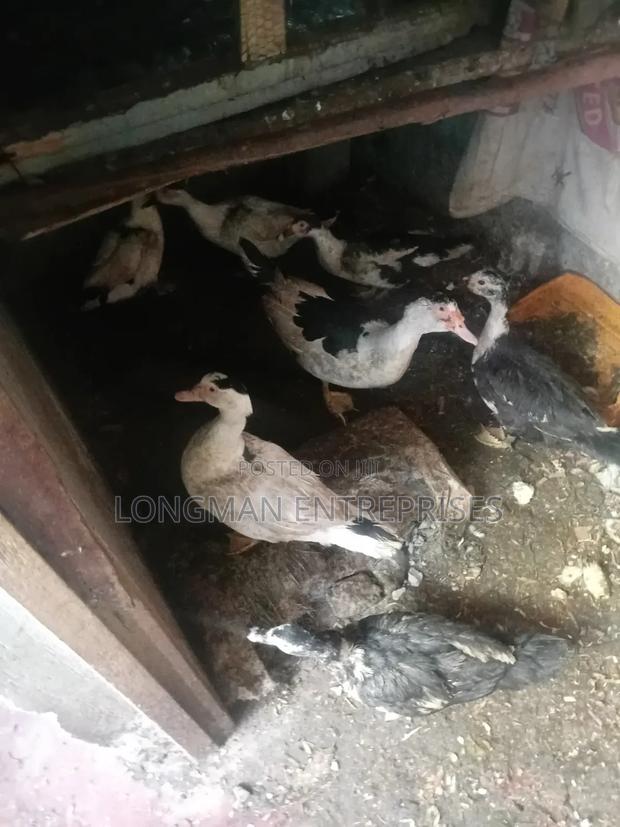 Quality Ducks on Sale for Rearing or Consuming - main view