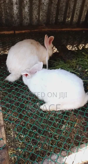 Awesome Rabbits Farmers
