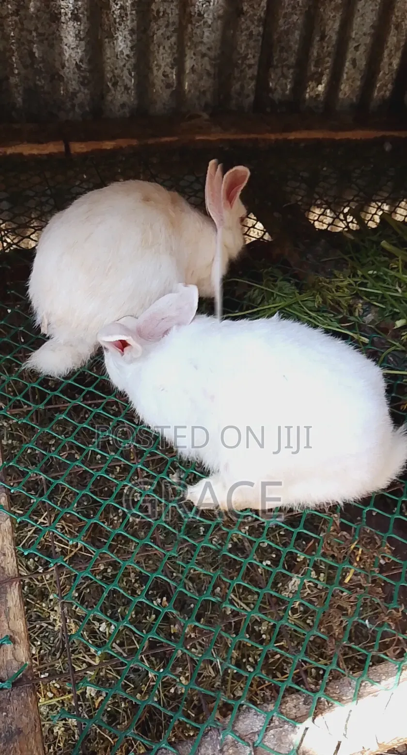 Awesome Rabbits Farmers