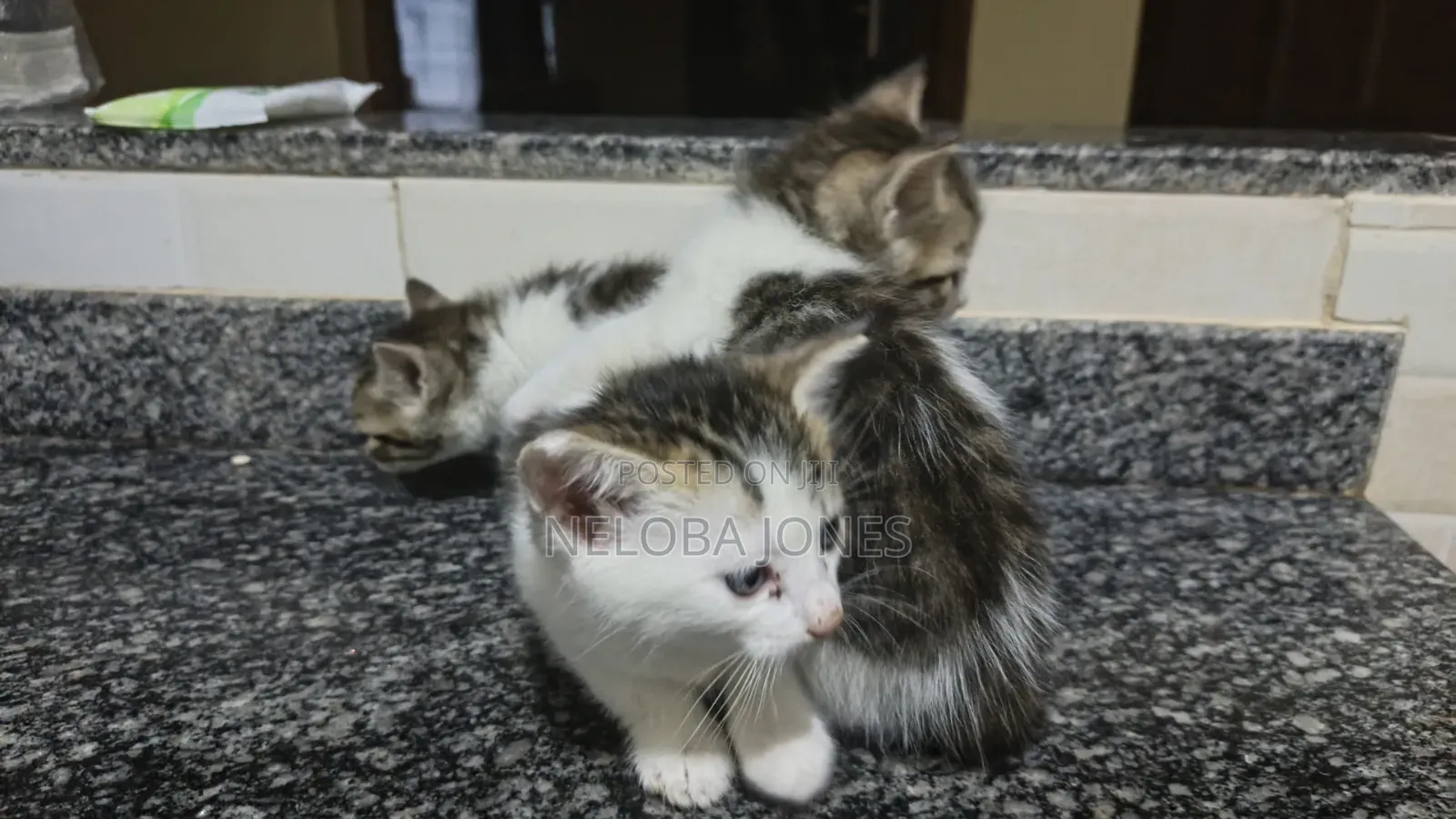 0-1 month Female Mixed Breed American Shorthair