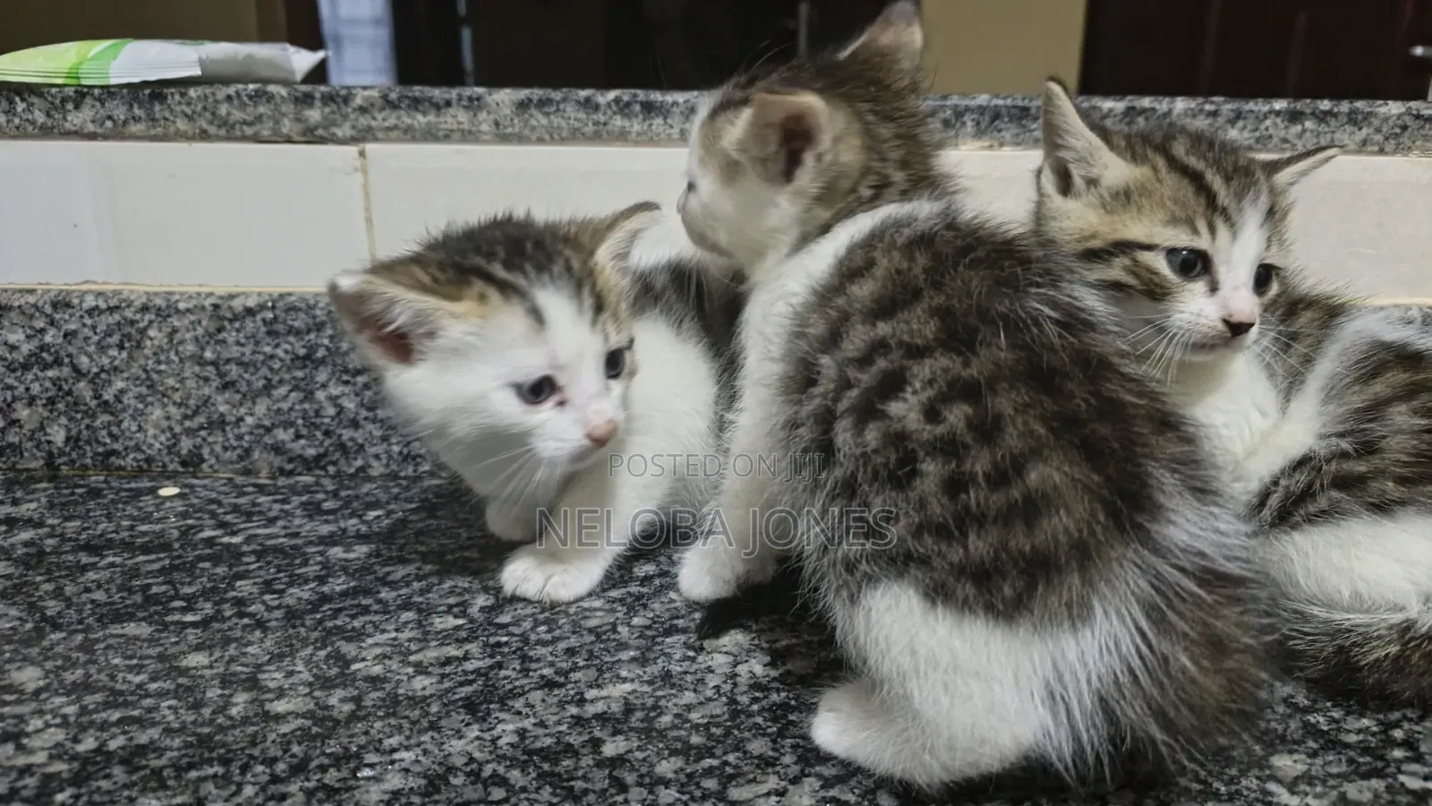 0-1 month Female Mixed Breed American Shorthair
