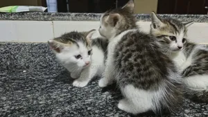 0-1 month Female Mixed Breed American Shorthair