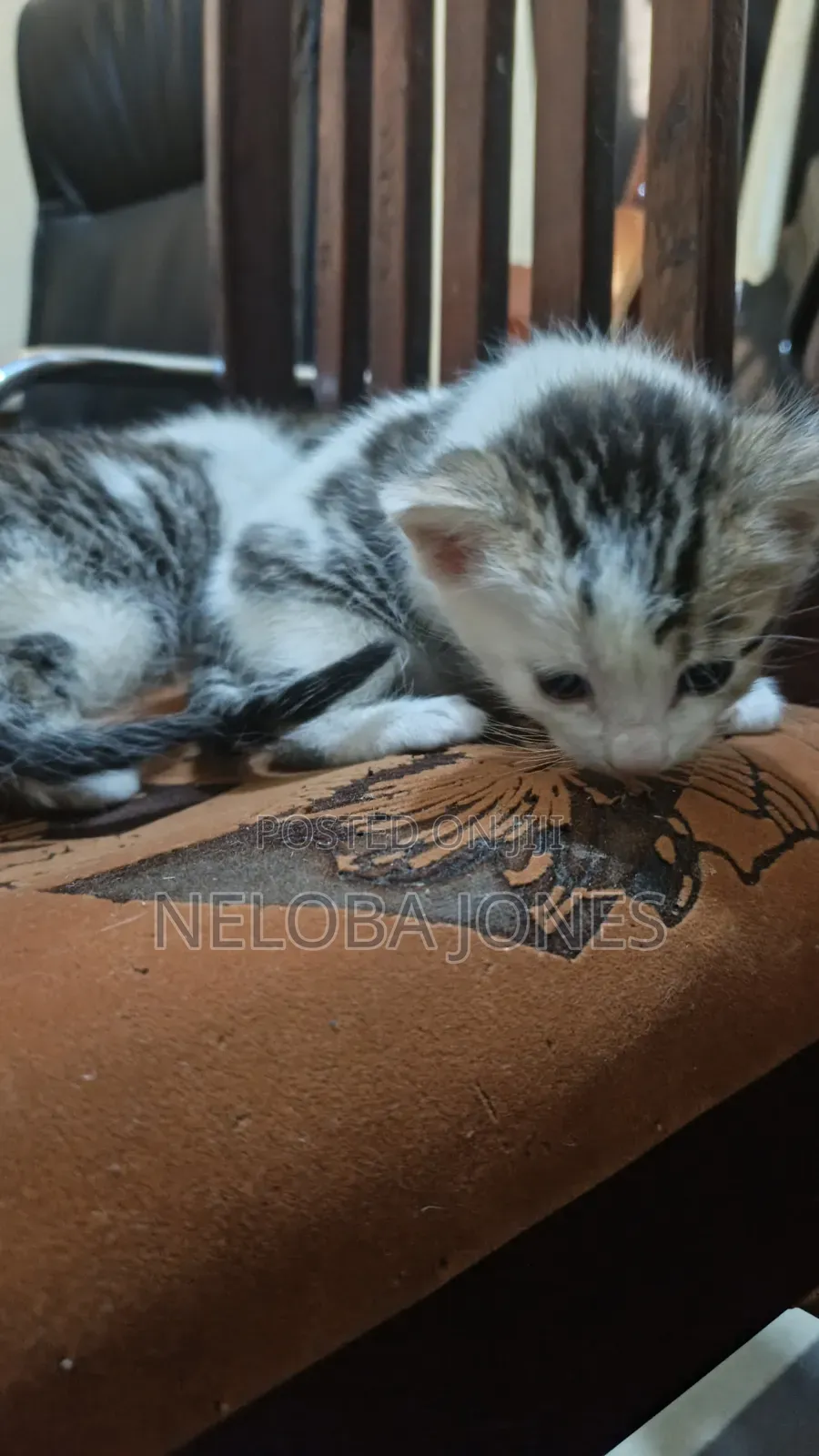 0-1 month Female Mixed Breed American Shorthair