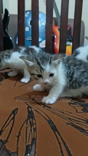 0-1 month Female Mixed Breed American Shorthair