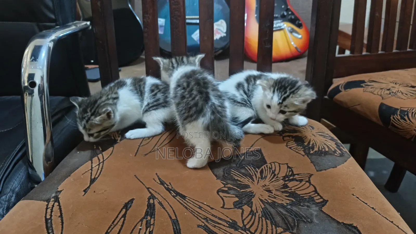 0-1 month Female Mixed Breed American Shorthair