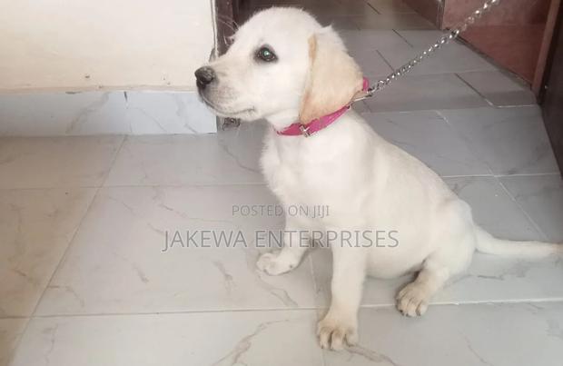1-3 months Female Purebred Labrador Retriever