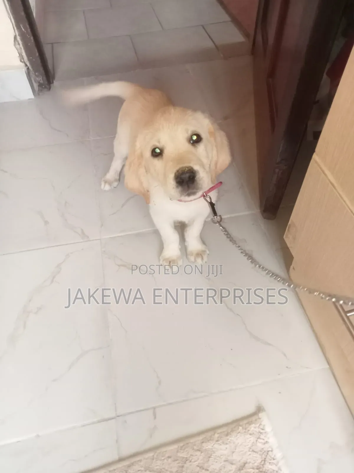 1-3 months Male Purebred Labrador Retriever