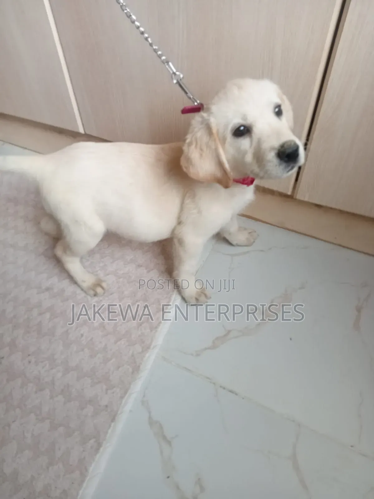 1-3 months Female Purebred Labrador Retriever